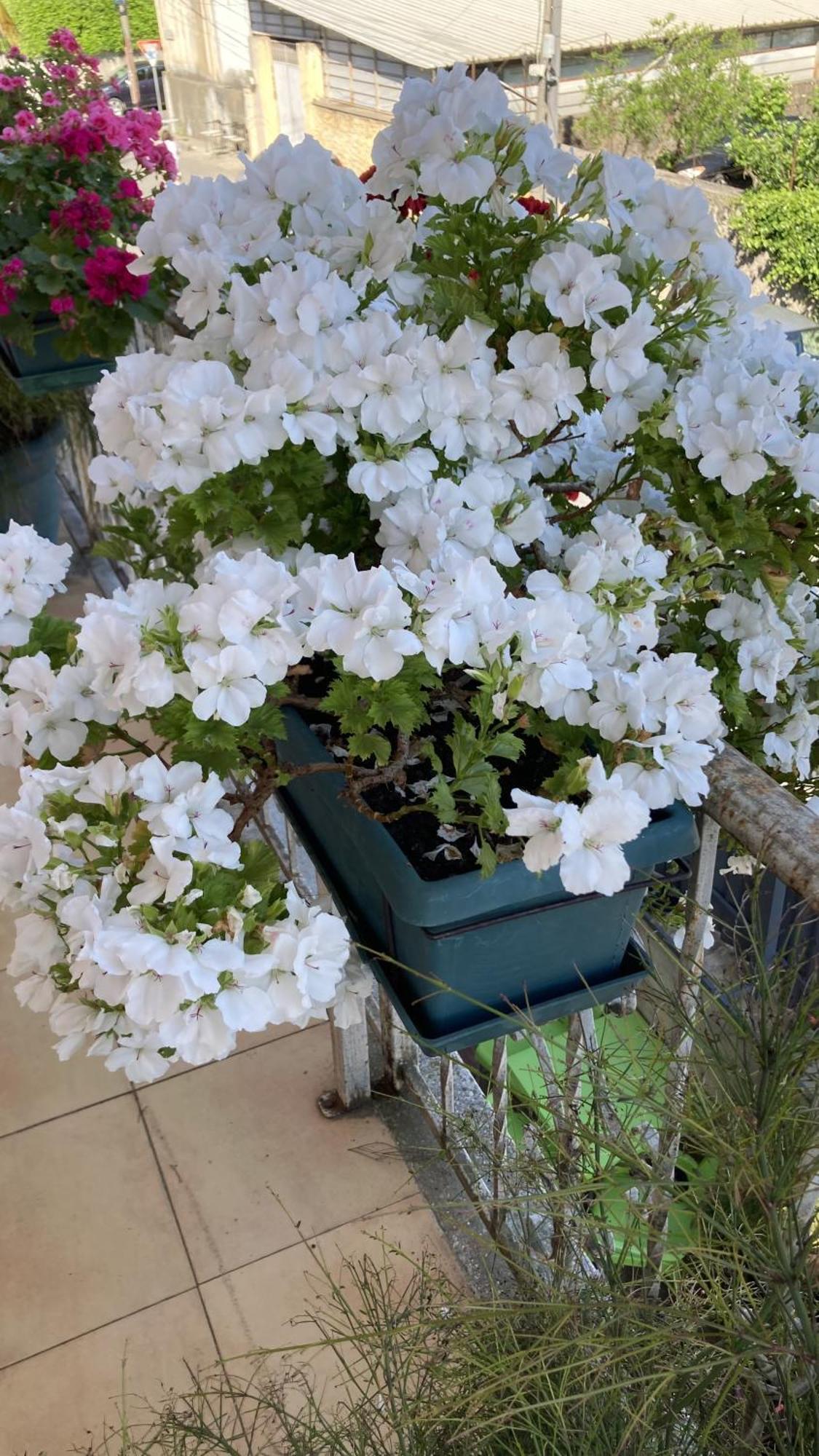 Blissful Hostel Shkodër 외부 사진